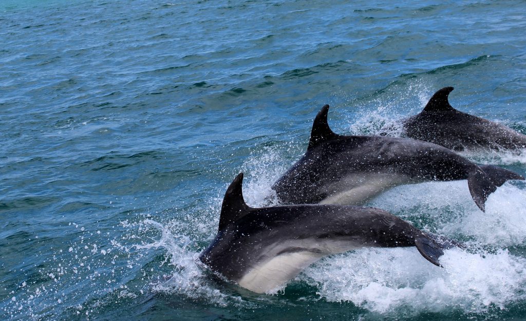delfines-en-mar-abierto