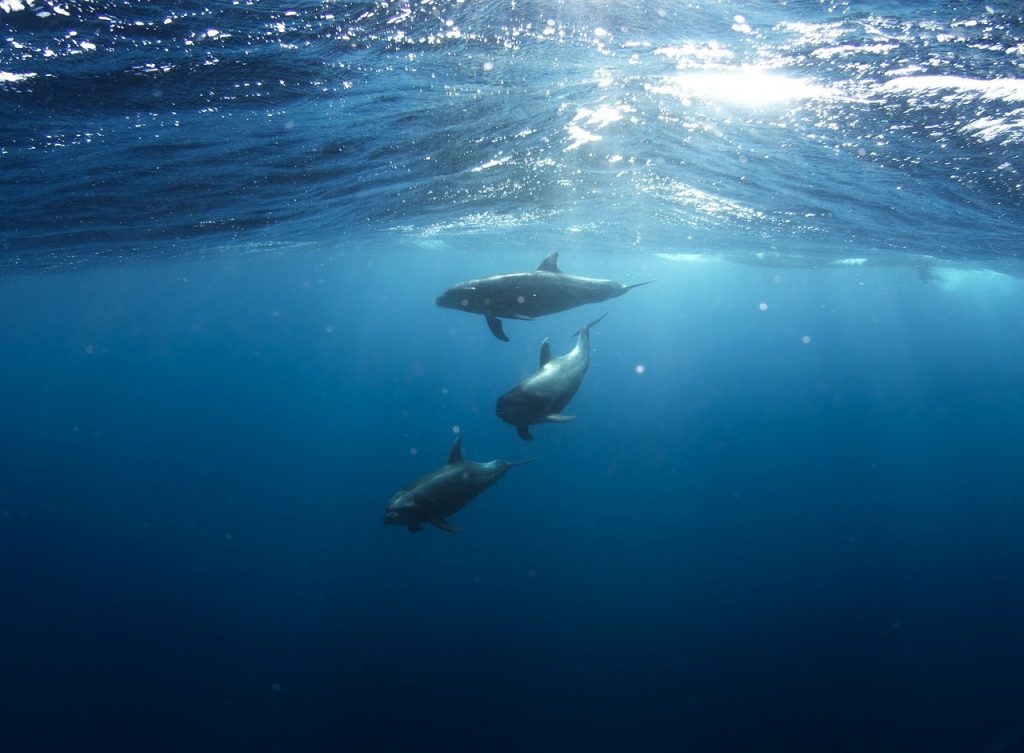Delfines-en-aguas-mexicanas