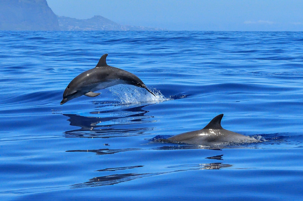 Delfines-en-costas-mexicanas