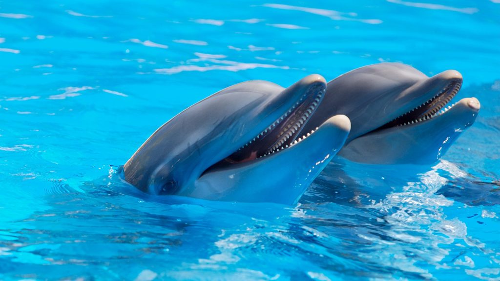 delfines-en-santuario