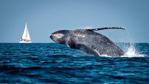 Avistamiento de ballenas en puerto Vallarta