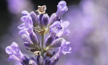 lavanda para el cuerpo